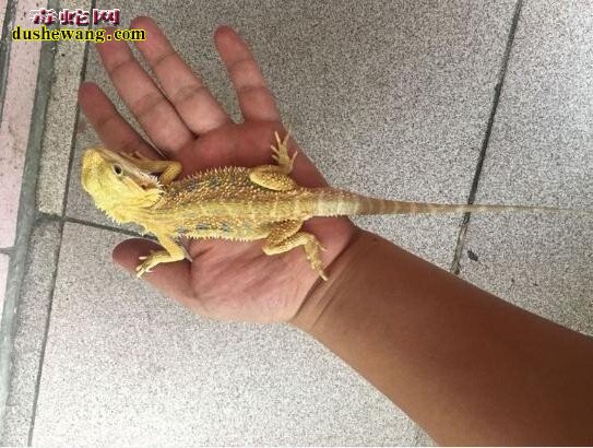 鬃狮蜥蜴多少钱?2019年鬃狮蜥蜴价格行情分享!