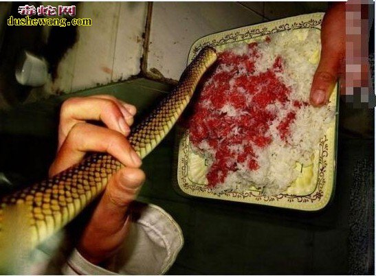 蛇血怎么吃安全