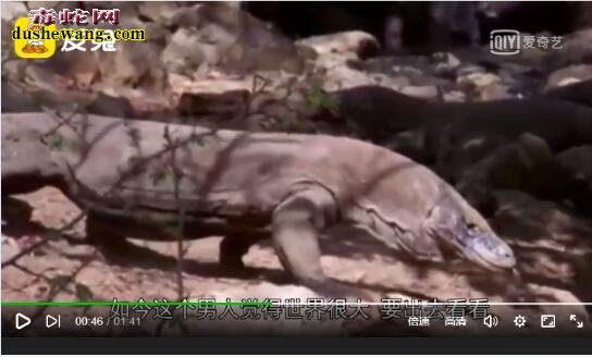 科莫多巨蜥vs鳄鱼视频