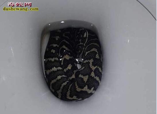 上厕所被蛇咬屁股什么感觉！澳洲蟒蛇多马桶还伤人！
