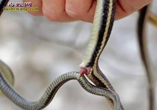 一条公蛇蛇鞭为什么是两个？为什么有倒刺？