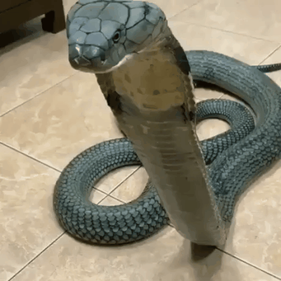 这眼镜王蛇忘记自己是毒蛇了，还真的以为自己是宠物了
