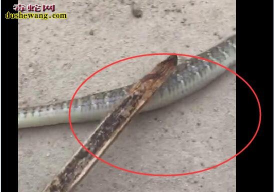 图说养蛇:罕见一列蛇气胀死亡解剖案列分析!
