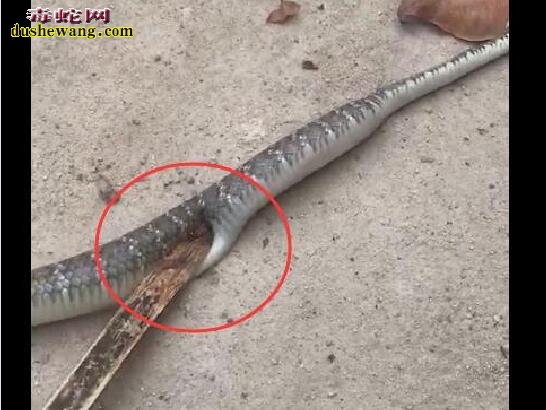 图说养蛇:罕见一列蛇气胀死亡解剖案列分析!
