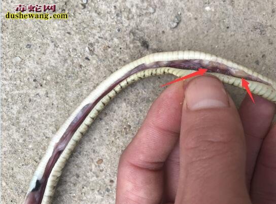 图说养蛇:罕见一列蛇气胀死亡解剖案列分析!