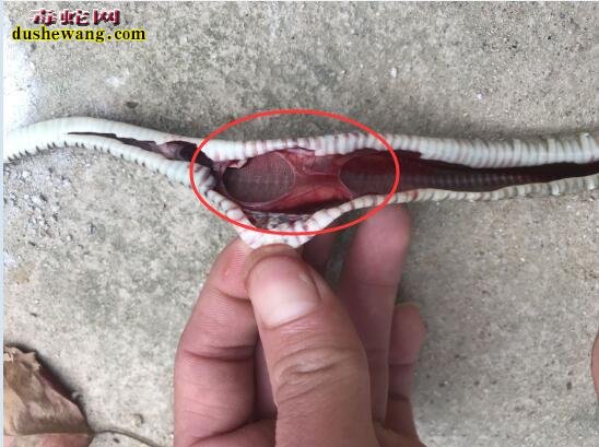 图说养蛇:罕见一列蛇气胀死亡解剖案列分析!