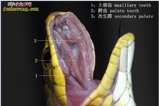 蛇解剖图