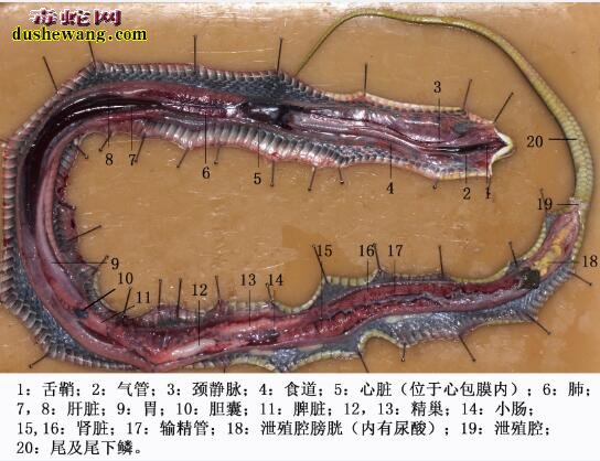 蛇解剖图