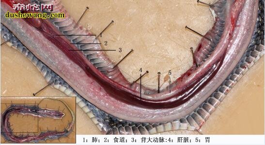 蛇解剖图