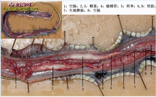蛇解剖图