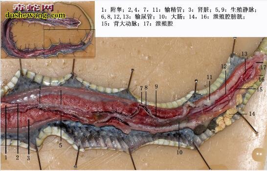 蛇解剖图