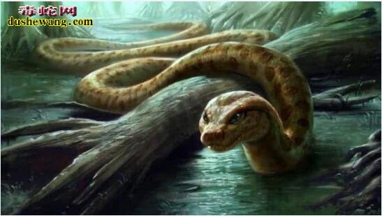 巨蟒蛇图片