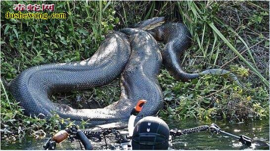 巨蟒蛇图片