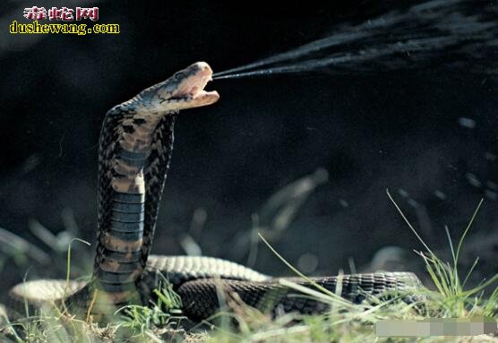 莫桑比克射毒眼镜蛇