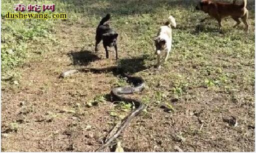 毒蛇vs宠物狗：2米眼镜蛇遇4条宠物狗围攻！