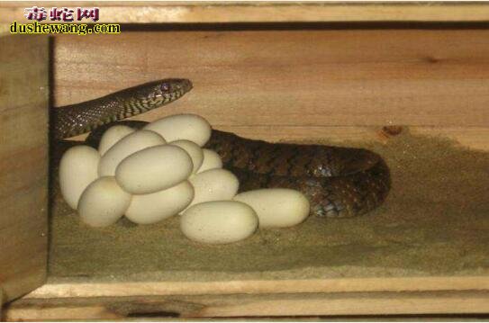 科普：蛇蛋里有多少蛇苗？