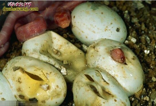 怎样孵化蛇蛋？