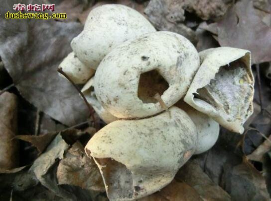 怎样孵化蛇蛋?