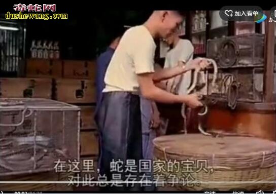 就中国人吃蛇肉吗?看看新加波人吃重口味的蛇皮拌饭美食!