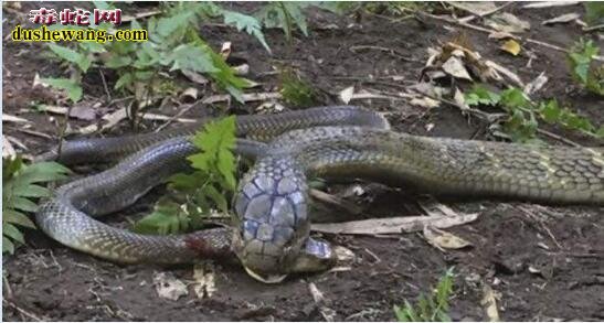 “蛇中煞星”毒蛇中最大的捕食者、它也是智商最高的蛇类！