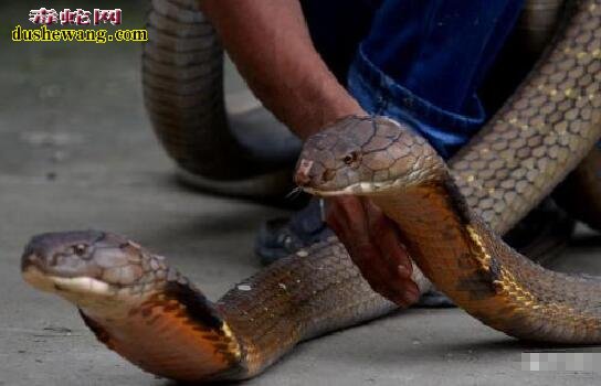 “蛇中煞星”毒蛇中最大的捕食者、它也是智商最高的蛇类！