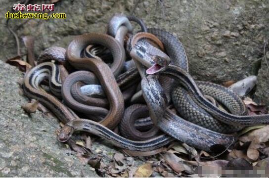 深圳东湖公园放生蛇！简单粗暴的“放生”方式该停下来了！