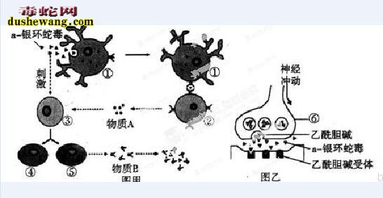 α-银环蛇毒素介绍