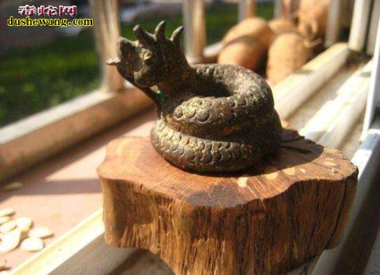 中国鸡冠蛇真的存在吗？传说中的野鸡脖子蛇就是虎斑游蛇！