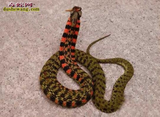 中国鸡冠蛇真的存在吗？传说中的野鸡脖子蛇就是虎斑游蛇！