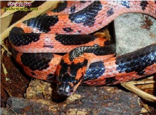 红斑蛇和赤链蛇分别？红斑蛇赤练蛇是一种蛇吗？