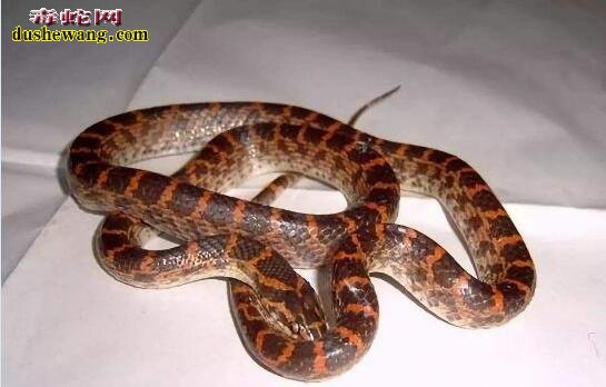 红斑蛇和赤链蛇分别？红斑蛇赤练蛇是一种蛇吗？