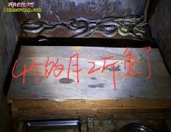 室内养殖水律蛇