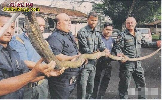 世界上最大的眼镜王蛇有多大，多少米长？