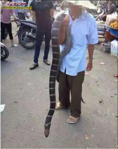 世界上最大的眼镜王蛇有多大，多少米长？