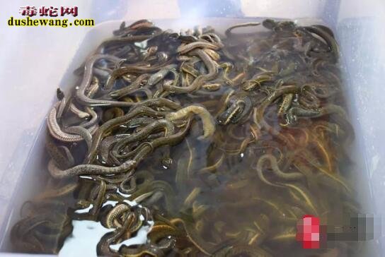 水蛇的药效、水蛇的营养与作用都有哪些?