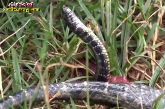 水蛇视频、原来水蛇不是生蛋是生蛇仔的！
