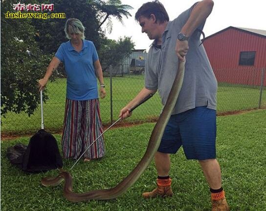 澳洲4米巨蟒潜入民宅活吞袋鼠！紫晶蟒是澳大利亚最大的蛇！
