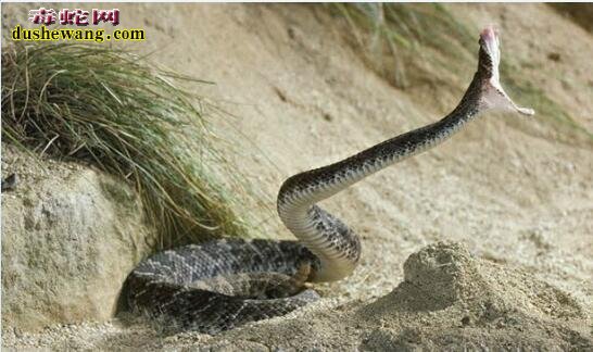 响尾蛇靠什么追寻猎物？作业课本解释的有缺点！