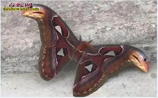 男子发现“双头蛇”！竟然是价值百万的“蛇头蝴蝶”！