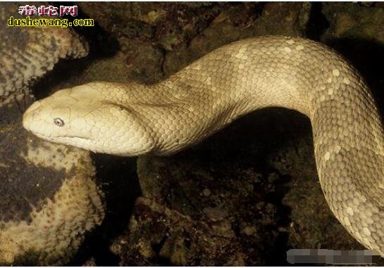 世界上十大最毒海蛇排行榜！