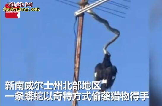 澳洲三米蟒蛇倒挂偷袭喜鹊！