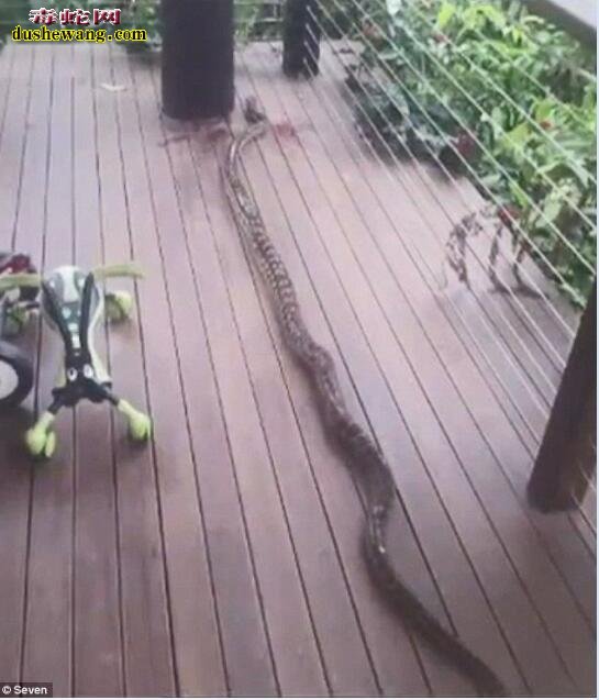 澳洲2岁男孩遭遇4.2米蟒蛇缠绕，外公奋力斩杀蟒蛇救外孙！