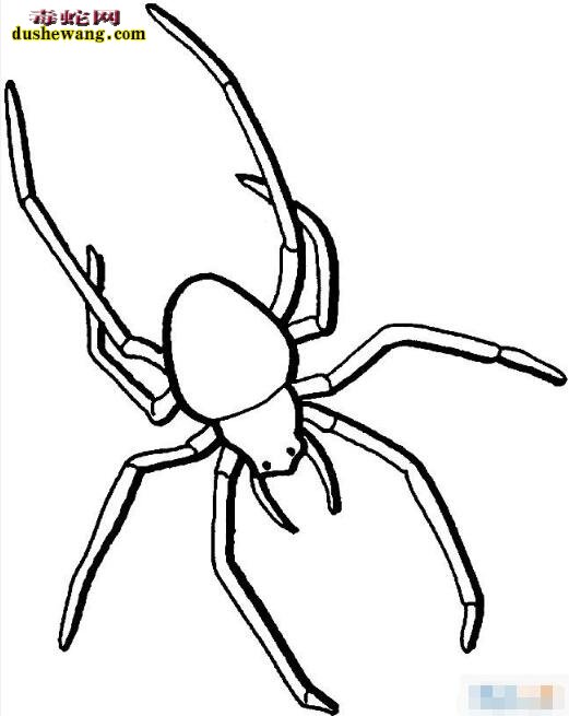 蜘蛛简笔画大全,欣赏一组简单勾画出来的蜘蛛效果