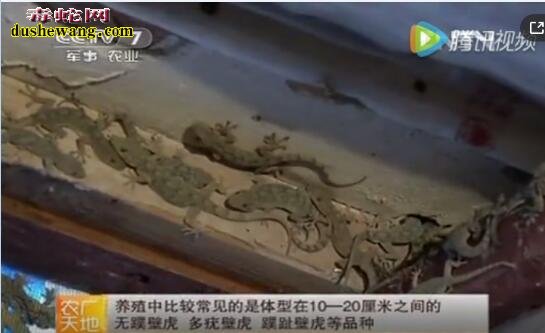 壁虎怎么养?看农广天地无璞壁虎养殖技术