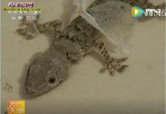 壁虎怎么养?看农广天地无璞壁虎养殖技术