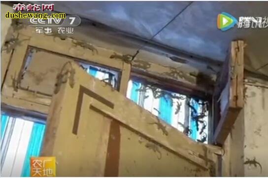 壁虎怎么养?看农广天地无璞壁虎养殖技术