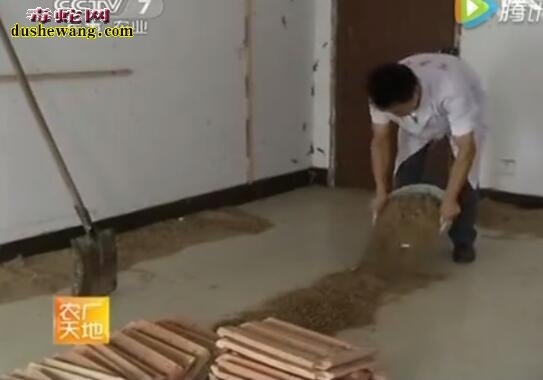壁虎怎么养?看农广天地无璞壁虎养殖技术