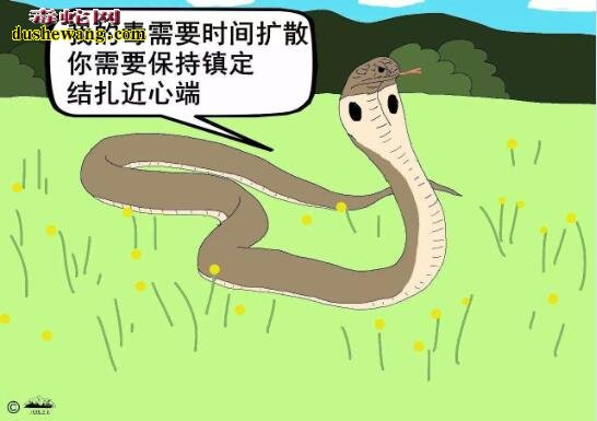 怎么治疗蛇伤?现场急救最重要!