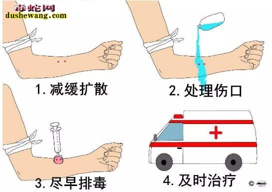 怎么治疗蛇伤?现场急救最重要!