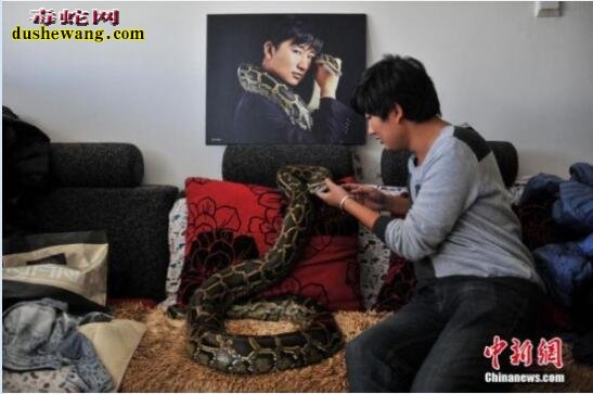 家里养蛇图片